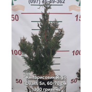 Кипарисовик туполистий 'Filicoides'